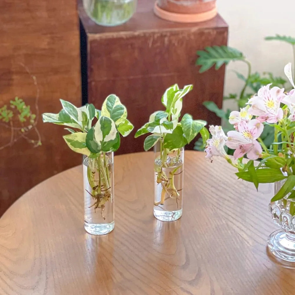 3/6Pack Wall Hanging Glass Planters Plant Terrarium Holders Wall Hanging Transparent Planter Garden Living Room Wall Decor