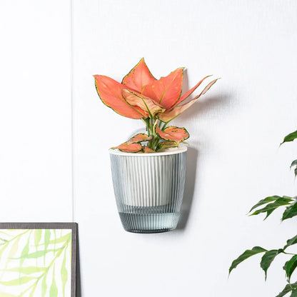 Wall Mounted Plastic Potted Plant Flowerpot Creative Wall Hanging Planter Self Watering Planter Pots Home Wall Decoration